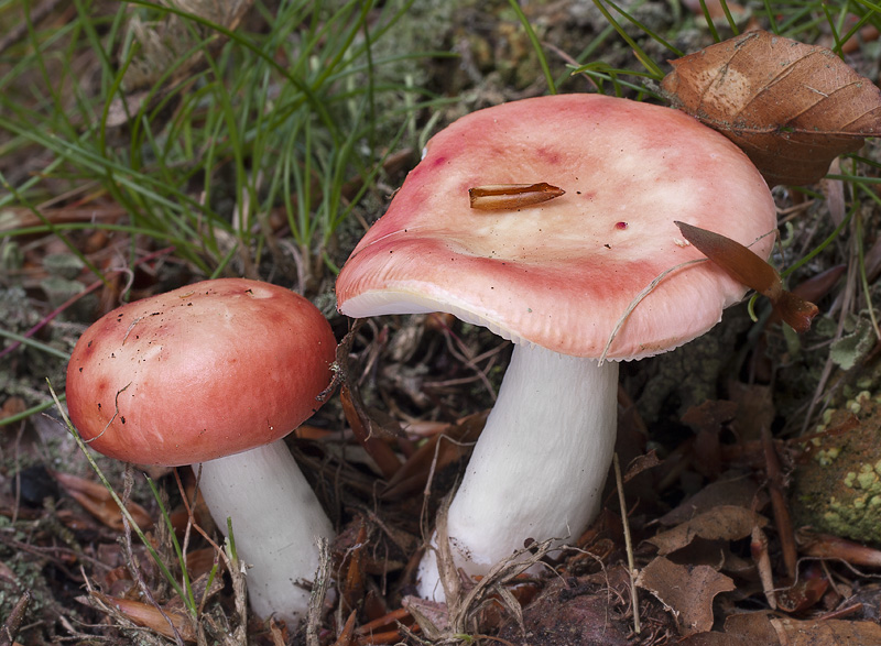 Russula nobilis